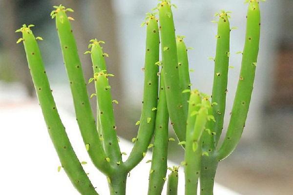 新扦插的变异膨珊瑚如何养护?-图2 新扦插的变异膨珊瑚如何养护?-图2