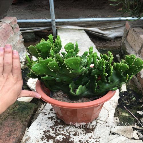 新扦插的变异膨珊瑚如何养护?-图3 新扦插的变异膨珊瑚如何养护?-图3