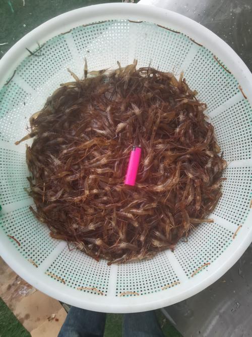 青岛即墨生态养车虾技术如何实现生态与养虾结合？-图3