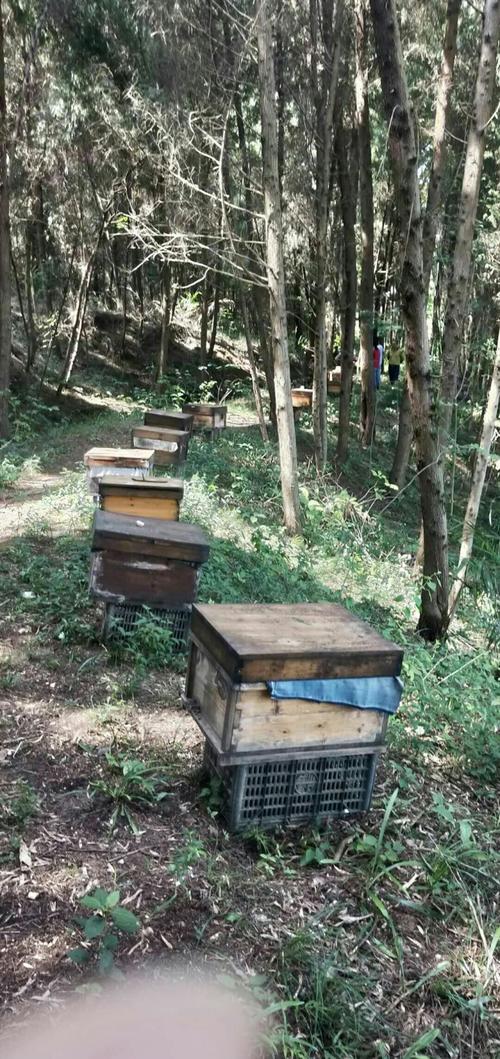 中蜂品种如何高效维持大群？-图3