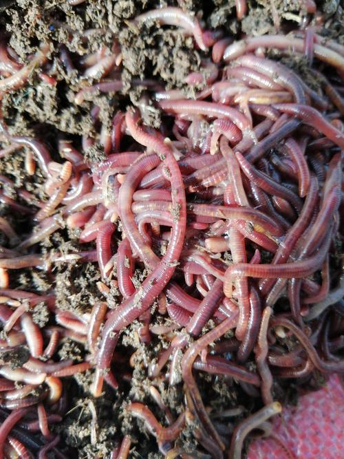 蚯蚓养殖技术免费下载在哪里找?-图2 蚯蚓养殖技术免费下载在哪里找?-图2