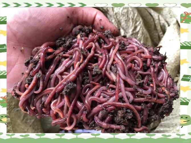 蚯蚓养殖技术免费下载在哪里找?-图1 蚯蚓养殖技术免费下载在哪里找?-图1