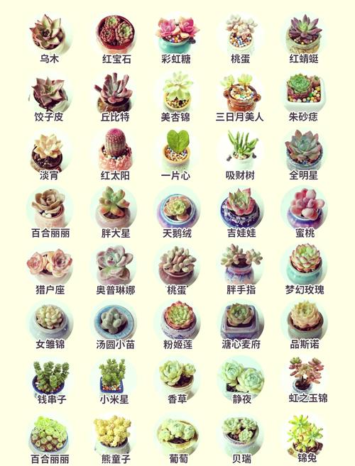 多肉品种名称与图片如何准确对应?-图1 多肉品种名称与图片如何准确对应?-图1
