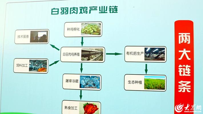 优质肉鸡新品种如何高效培育?-图3 优质肉鸡新品种如何高效培育?-图3