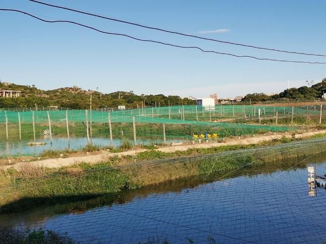 贵州淡水对虾苗养殖技术要点有哪些？-图1