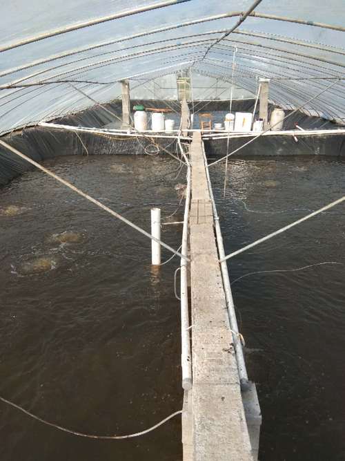 贵州淡水对虾苗养殖技术要点有哪些？-图2