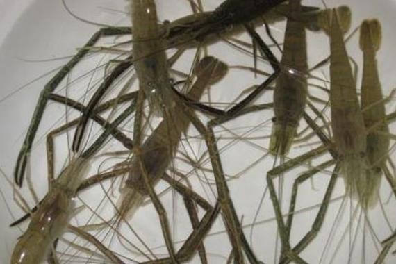 东北养草虾品种技术如何？-图1