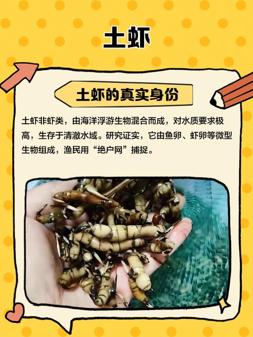 东北养草虾品种技术如何？-图3