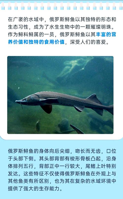 鲟鱼养殖要满足哪些条件和技术要求?-图3 鲟鱼养殖要满足哪些条件和技术要求?-图3