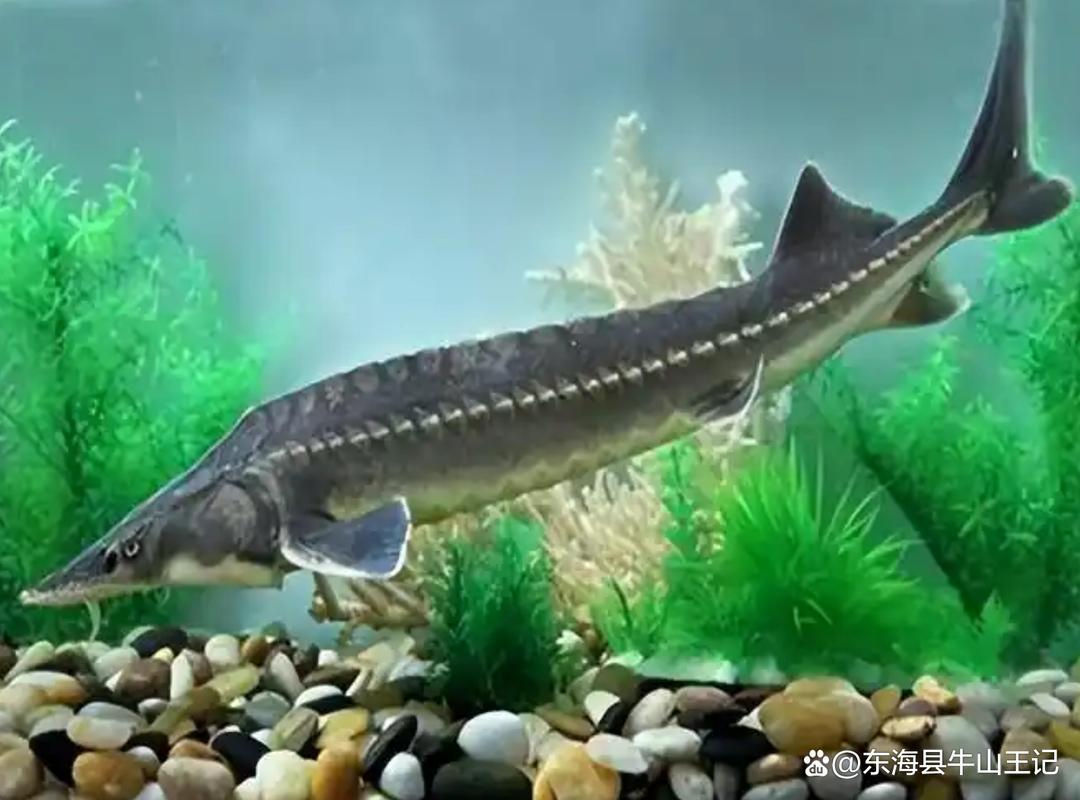 鲟鱼养殖要满足哪些条件和技术要求?-图1 鲟鱼养殖要满足哪些条件和技术要求?-图1