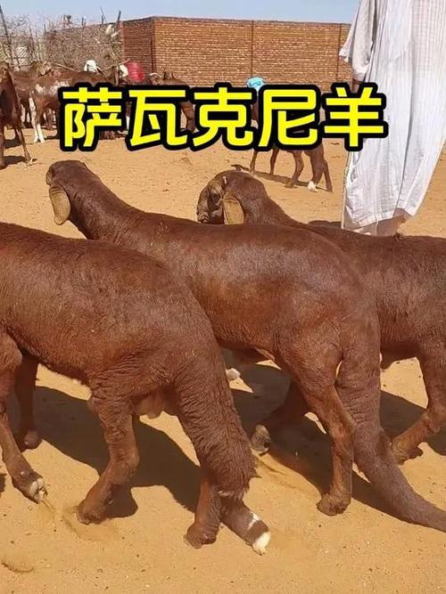 尾巴最长的羊是哪个品种?-图1 尾巴最长的羊是哪个品种?-图1