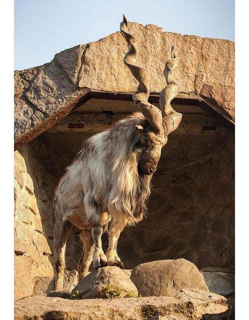 尾巴最长的羊是哪个品种?-图3 尾巴最长的羊是哪个品种?-图3