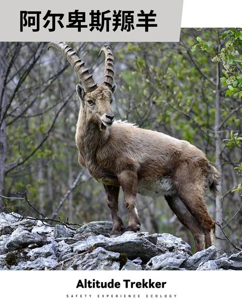 尾巴最长的羊是哪个品种?-图2 尾巴最长的羊是哪个品种?-图2