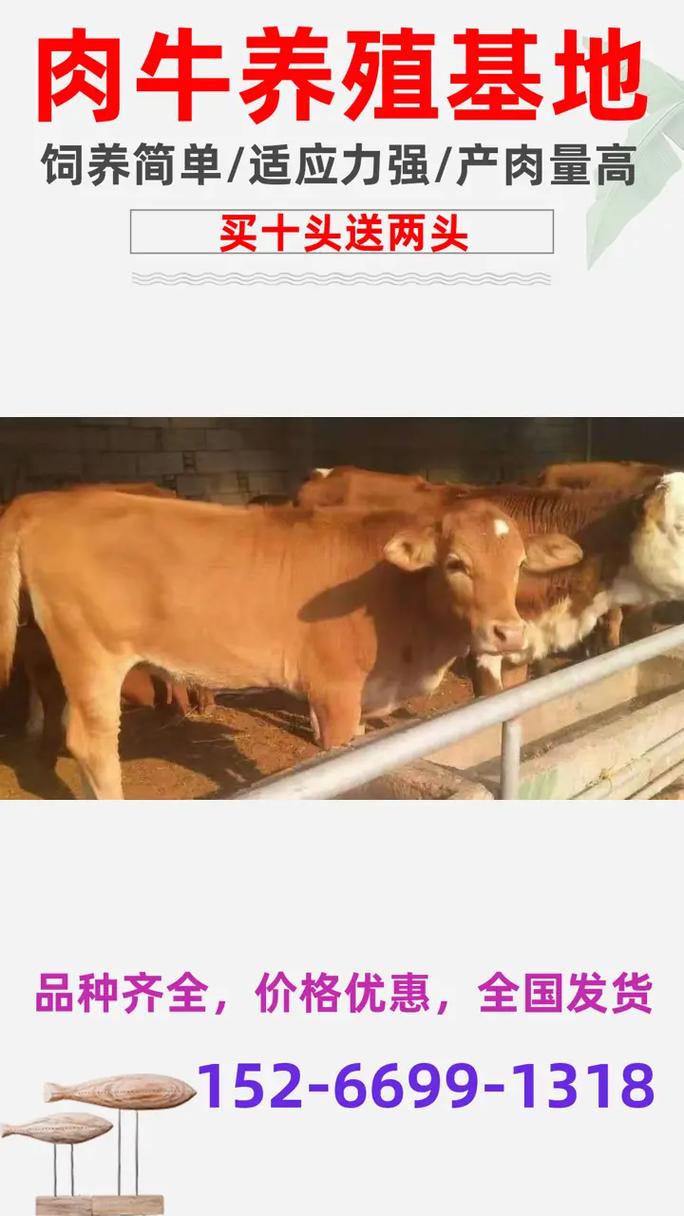 湖北随州养什么品种的牛-图1 湖北随州养什么品种的牛-图1