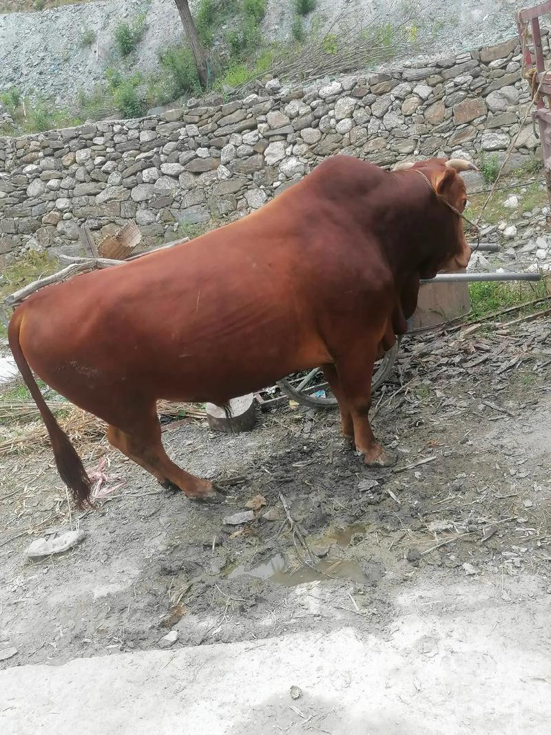 湖北随州养什么品种的牛-图3 湖北随州养什么品种的牛-图3