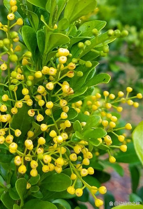 米兰花的品种及养殖方法-图3 米兰花的品种及养殖方法-图3