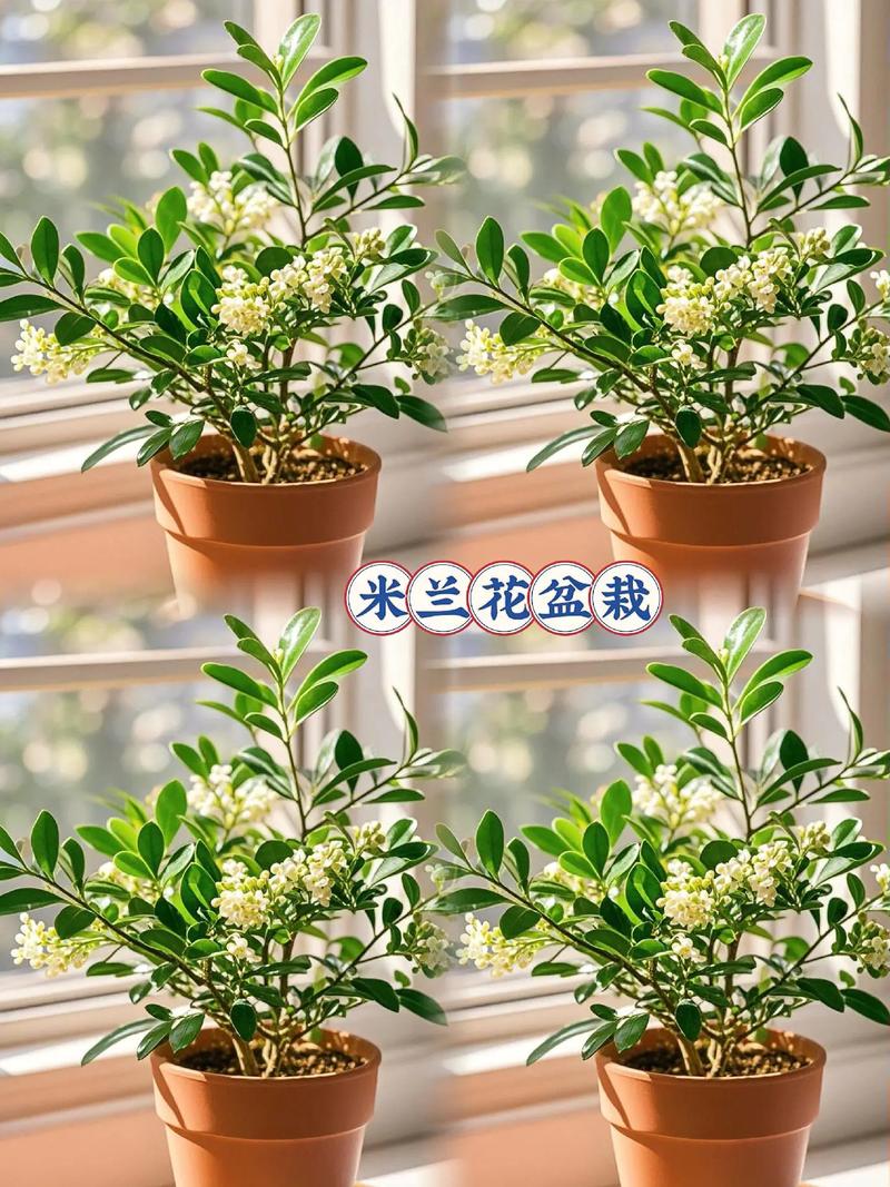 米兰花的品种及养殖方法-图1 米兰花的品种及养殖方法-图1