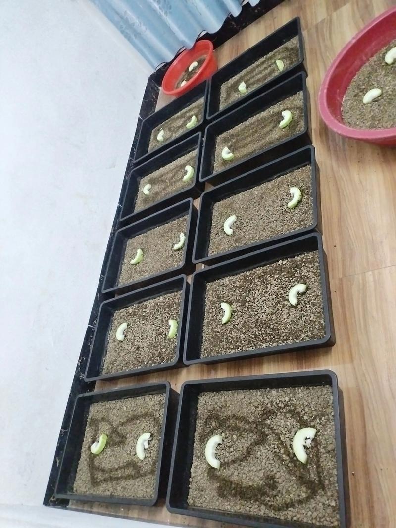 土元养殖视频哪里能下载?-图1 土元养殖视频哪里能下载?-图1