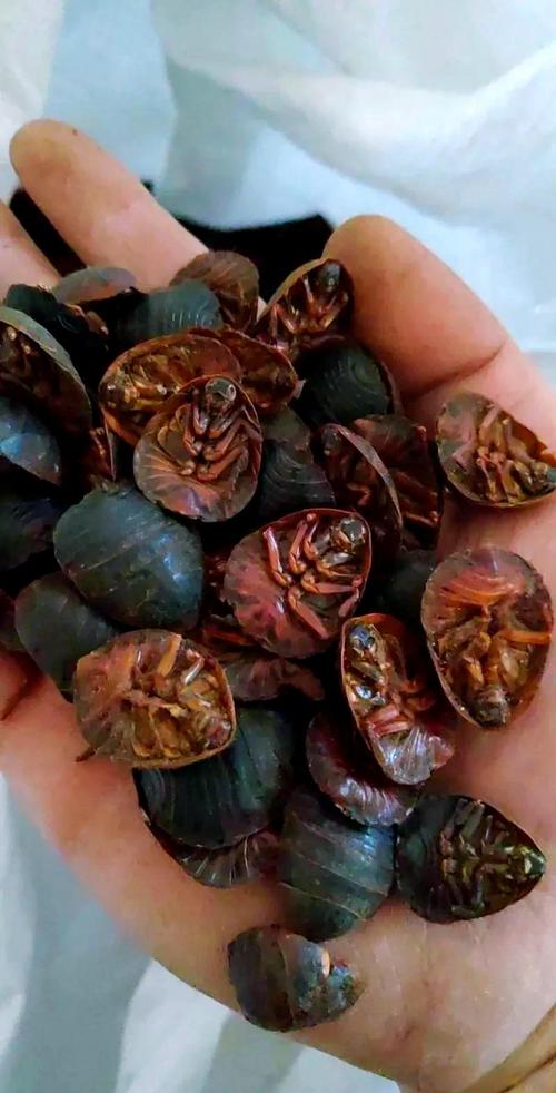 土元养殖视频哪里能下载?-图2 土元养殖视频哪里能下载?-图2