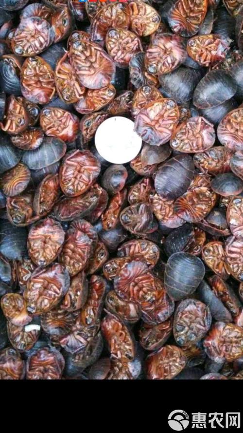 土元养殖视频哪里能下载?-图3 土元养殖视频哪里能下载?-图3