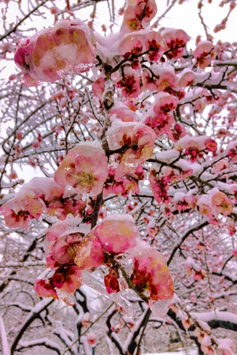 最耐寒梅花品种是哪种?-图1 最耐寒梅花品种是哪种?-图1