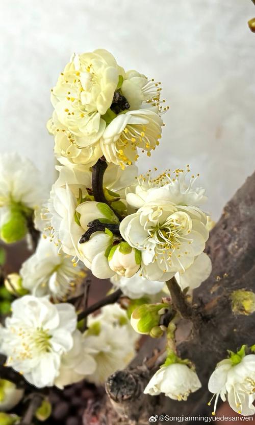 最耐寒梅花品种是哪种?-图2 最耐寒梅花品种是哪种?-图2