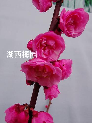 最耐寒梅花品种是哪种?-图3 最耐寒梅花品种是哪种?-图3