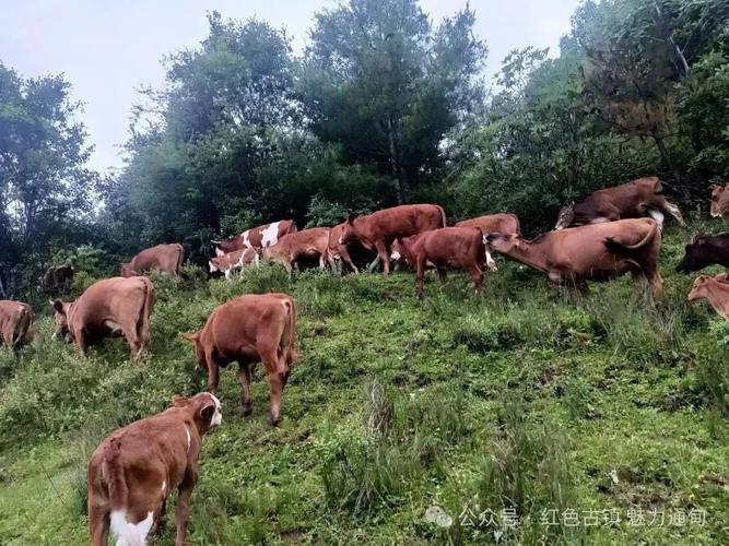 江西农村养牛技术有哪些？-图3