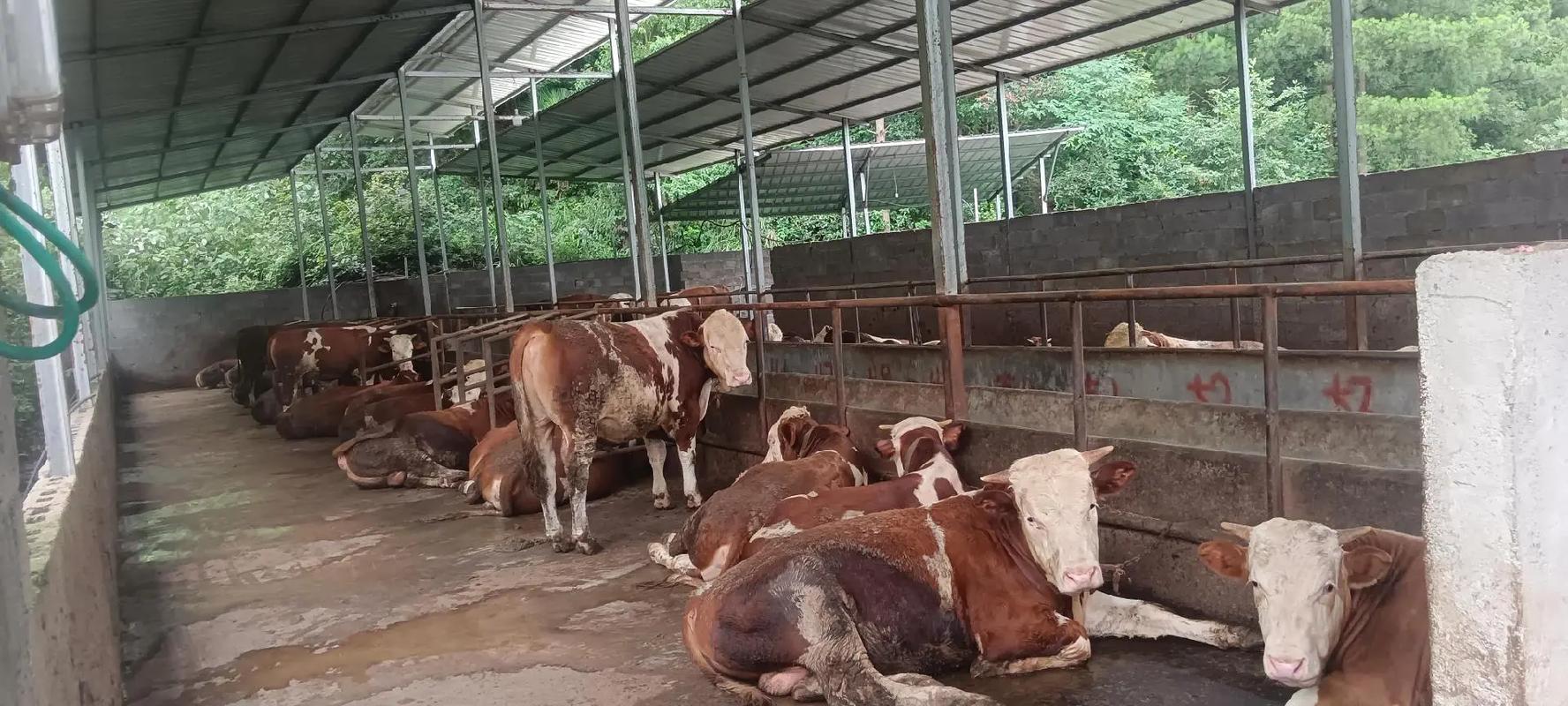 江西农村养牛技术有哪些？-图1