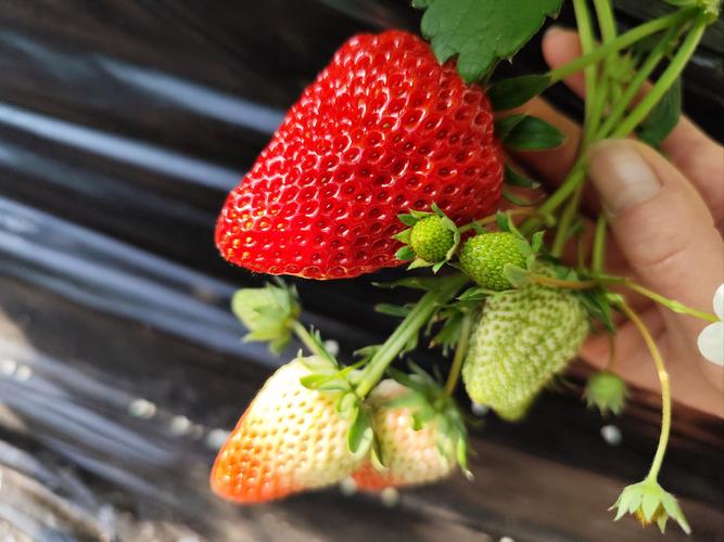 草莓棚蜜蜂选什么品种好?-图1 草莓棚蜜蜂选什么品种好?-图1