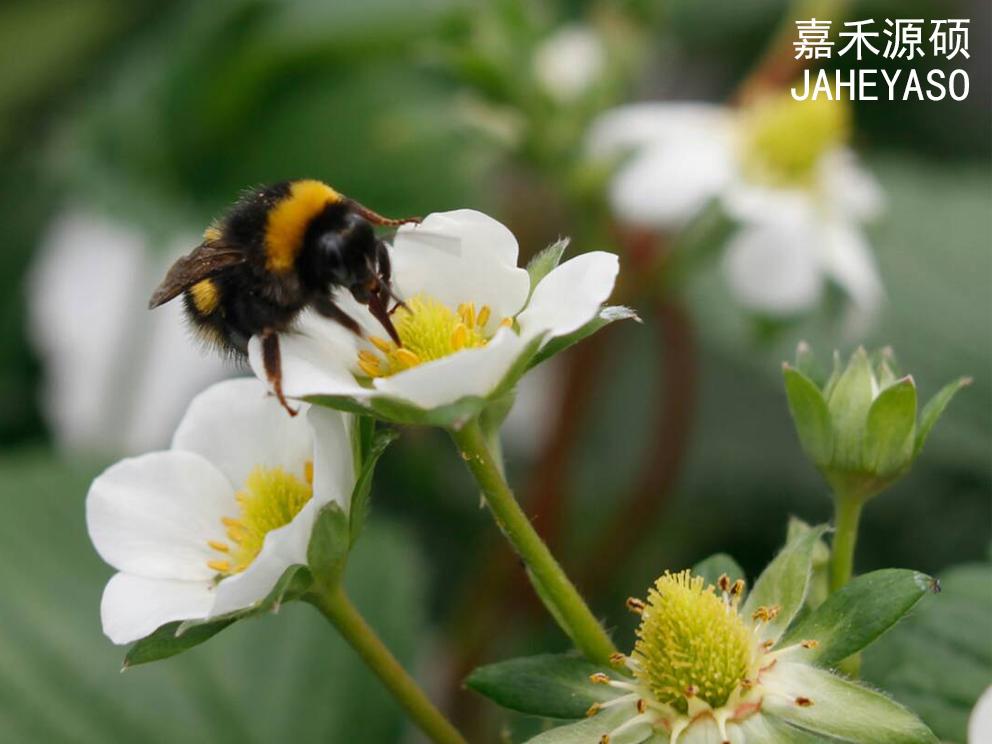草莓棚蜜蜂选什么品种好？-图2