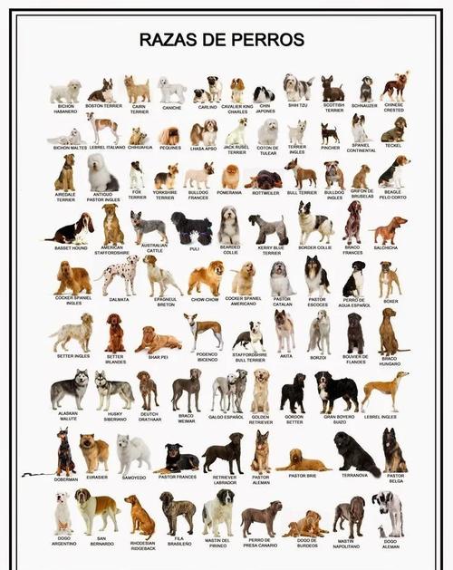 肉狗有哪些品种?附图片详解-图3 肉狗有哪些品种?附图片详解-图3