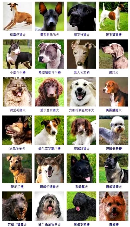 肉狗有哪些品种?附图片详解-图2 肉狗有哪些品种?附图片详解-图2