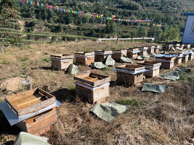 马蜂养殖技术要点有哪些？-图2