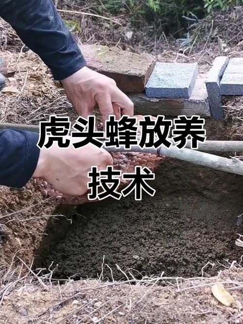 马蜂养殖技术要点有哪些?-图1 马蜂养殖技术要点有哪些?-图1