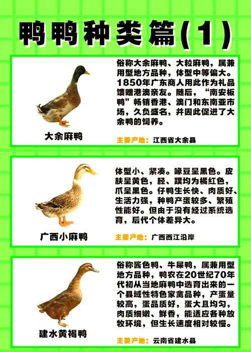 肉鸭养殖技术与配方如何高效应用？-图3