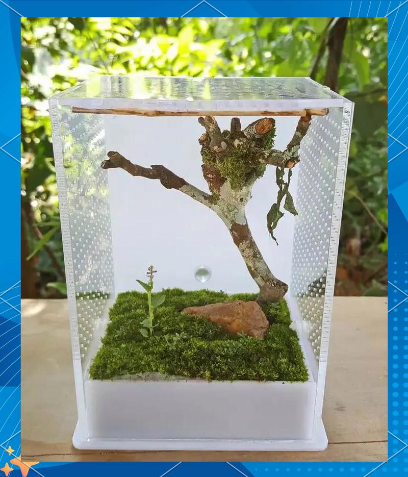 螳螂养殖技术要点有哪些?-图2 螳螂养殖技术要点有哪些?-图2