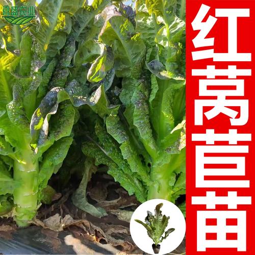 春季红莴笋种植技术视频要点有哪些?-图1 春季红莴笋种植技术视频要点有哪些?-图1