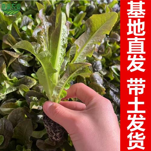 春季红莴笋种植技术视频要点有哪些?-图2 春季红莴笋种植技术视频要点有哪些?-图2