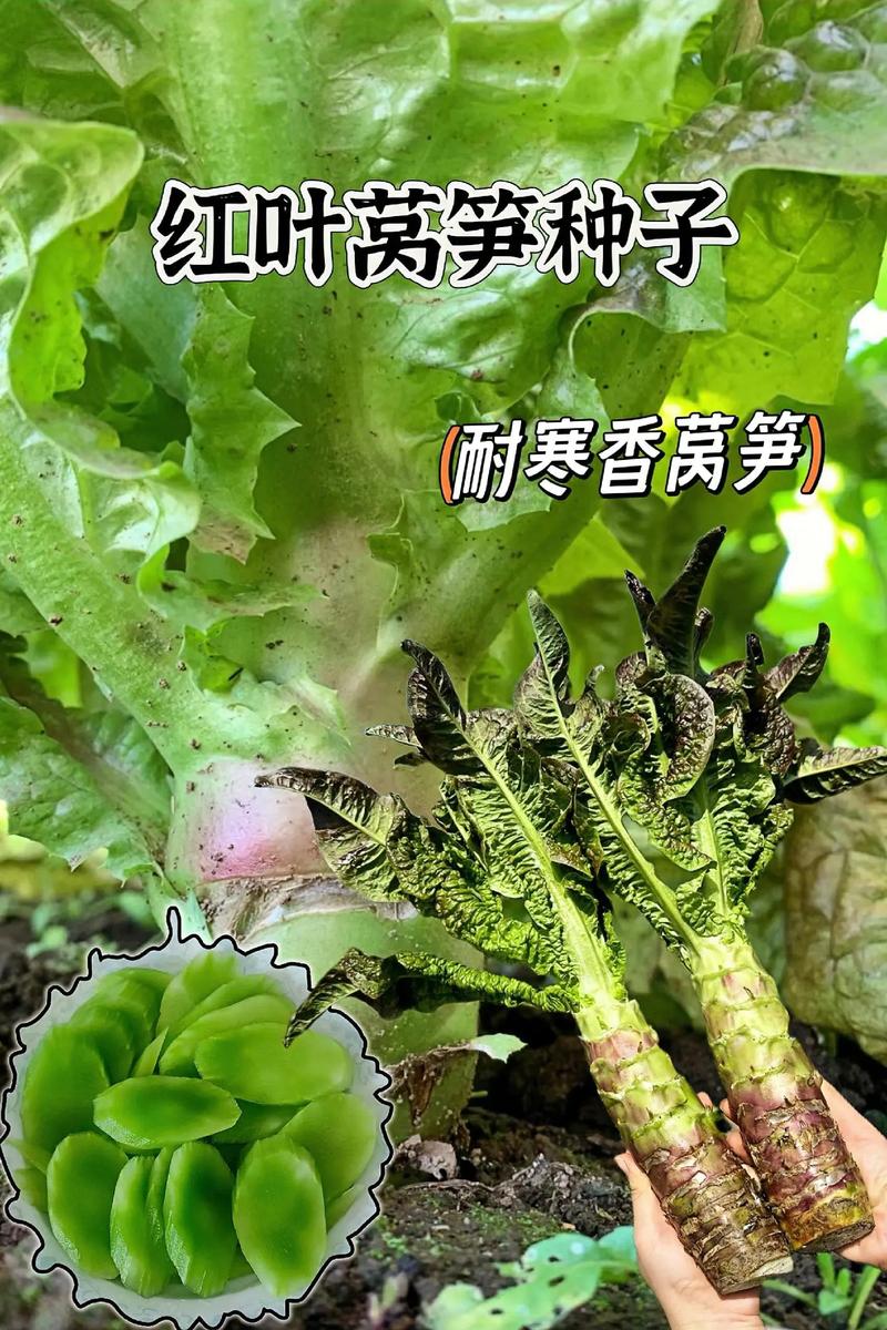 春季红莴笋种植技术视频要点有哪些?-图3 春季红莴笋种植技术视频要点有哪些?-图3