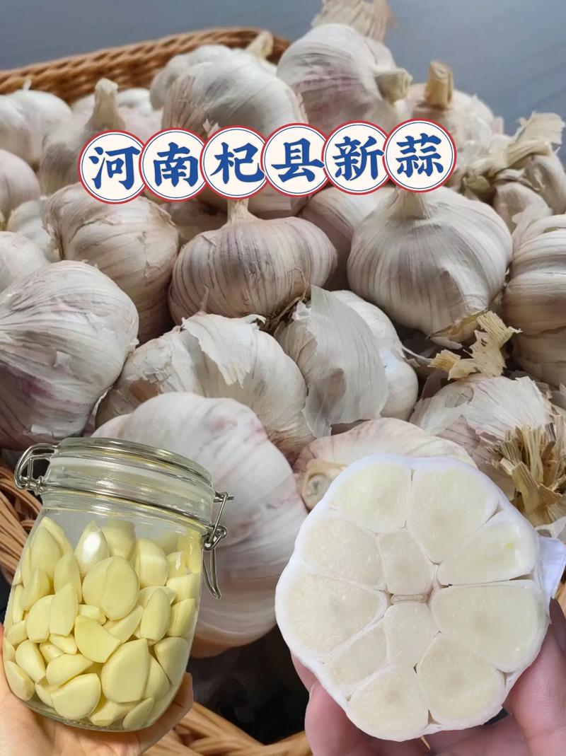 河南杞县新蒜价格多少钱一斤?-图1 河南杞县新蒜价格多少钱一斤?-图1