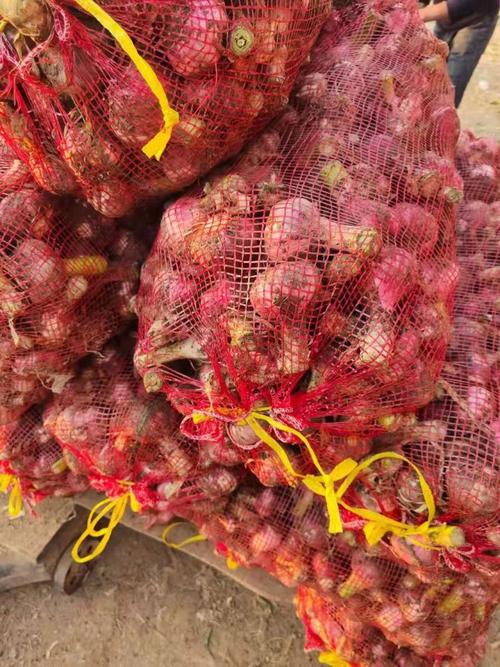 河南杞县新蒜价格多少钱一斤?-图2 河南杞县新蒜价格多少钱一斤?-图2