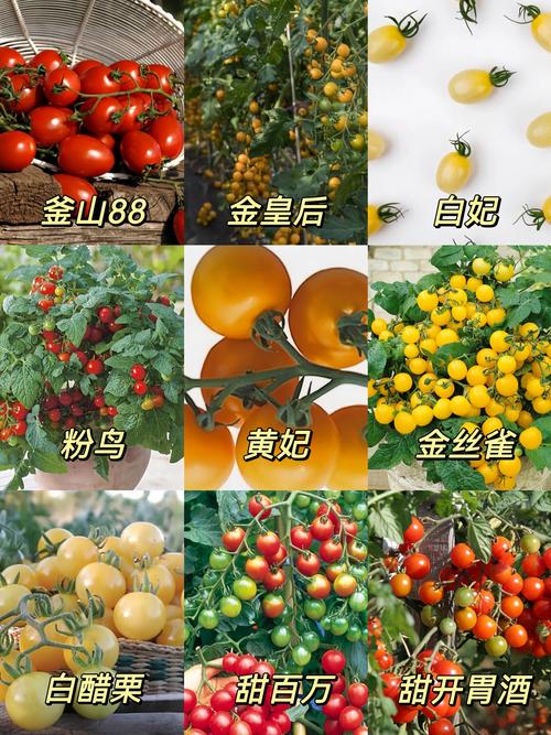 不修枝的西红柿品种真的存在吗?-图2 不修枝的西红柿品种真的存在吗?-图2