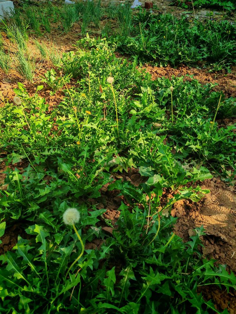 蒲公英在果园里怎么种才高产？-图3