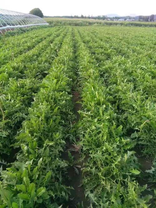 蒲公英在果园里怎么种才高产?-图1 蒲公英在果园里怎么种才高产?-图1