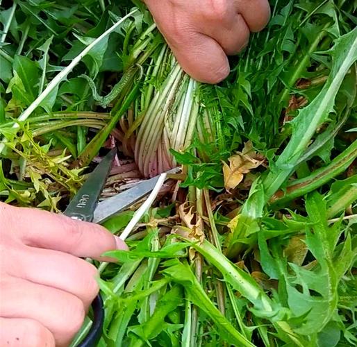 蒲公英在果园里怎么种才高产？-图2