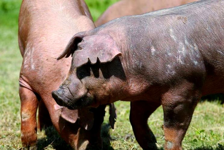 世界著名猪的品种有哪些?-图1 世界著名猪的品种有哪些?-图1