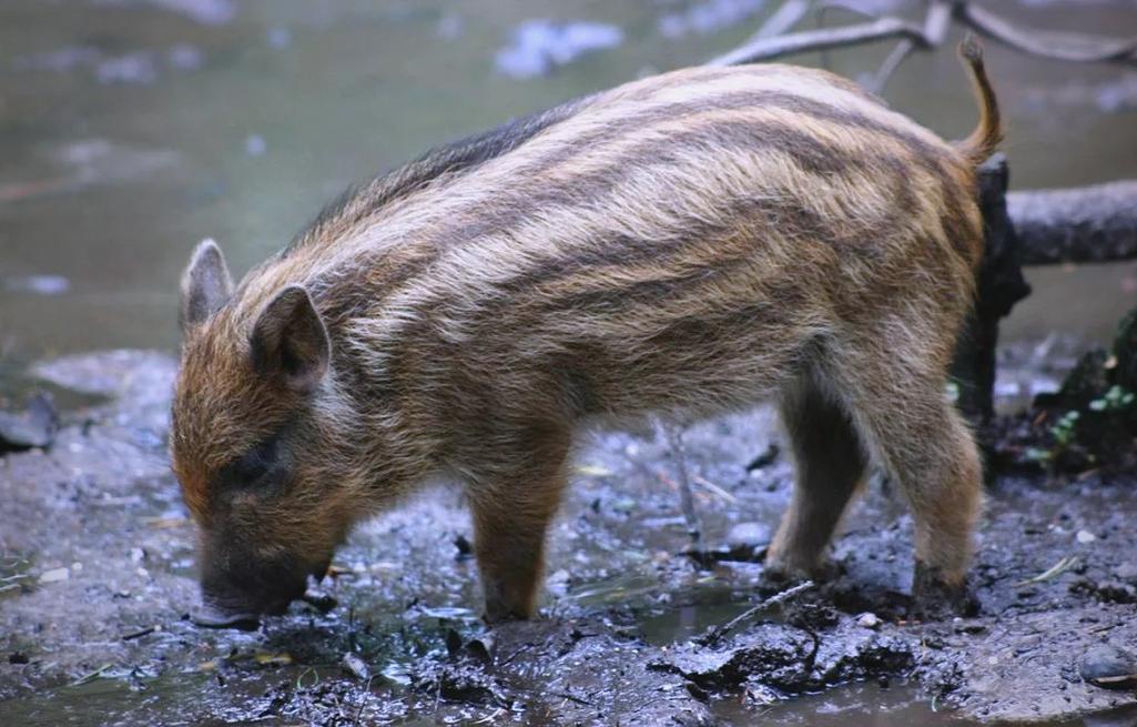 世界著名猪的品种有哪些？-图3