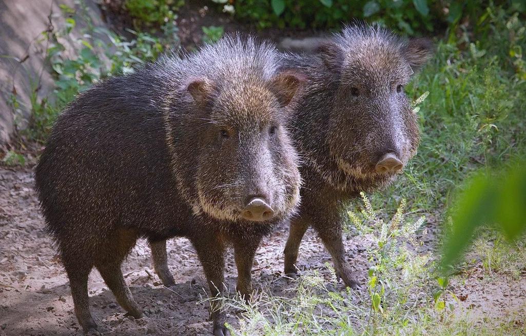 世界著名猪的品种有哪些?-图2 世界著名猪的品种有哪些?-图2