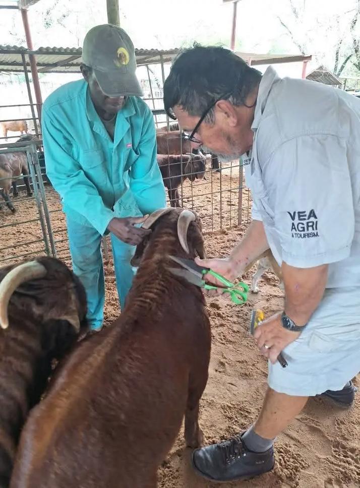 波山羊养殖技术视频怎么学才有效？-图2